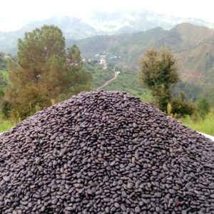 Black Soyabean -Bhat (500gms/1kg)