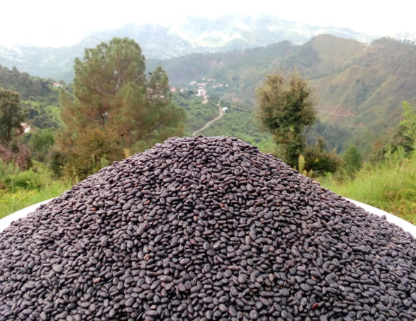 Black Soyabean -Bhat (500gms/1kg)