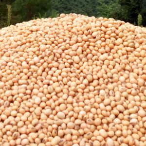 White Soyabean -Bhat (500gms/1kg)